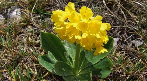 File:Primula auricula a4.JPG - Wikimedia Commons