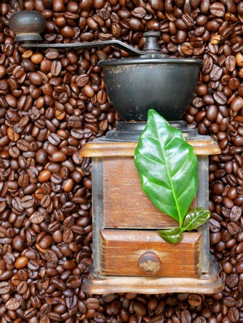 Traditional Grinder for Manual Grinding of Coffee. Coffee Beans and Arabica Leaves. Stock Image ...