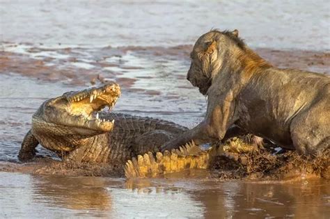 Witness the Titanic Clash: Lions and Crocodile Lock Horns in Struggle ...