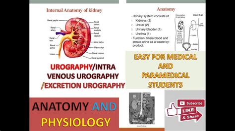 Ct Urography Anatomy and Physiology | CT UROGRAPHY - YouTube