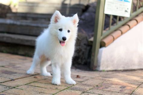 Samoyed Husky Mix Puppies | via Dog & Cat Pictures Gallery i… | Flickr