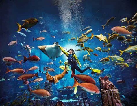 Dubai: The Lost Chambers Aquarium Atlantis Diving Experience | GetYourGuide