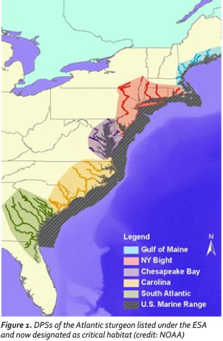 NOAA Finalizes Critical Habitat for Atlantic Sturgeon | Kleinschmidt