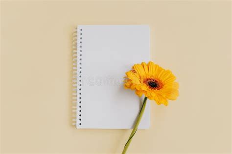 Notebook with Blank Page and Yellow Gerbera Flower on Light Yellow Background Stock Photo ...