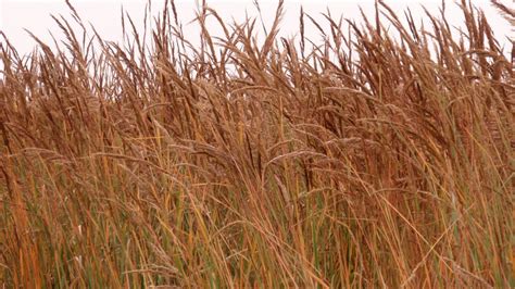 Indiangrass