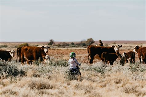 Anna Creek — Williams Cattle Company