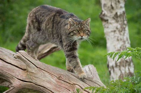 Wild Cat Facts, Types, Classification, Lifespan, Habitat, Diet