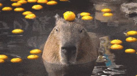 Capybara GIF - Capybara - Discover & Share GIFs