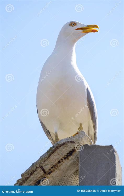 Portrait of Angry Seagull 4 Stock Image - Image of gull, head: 155955455