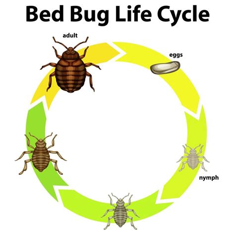 Understanding Bed Bugs: Behavior, Habits, and Life Cycle – pestCAPITAL