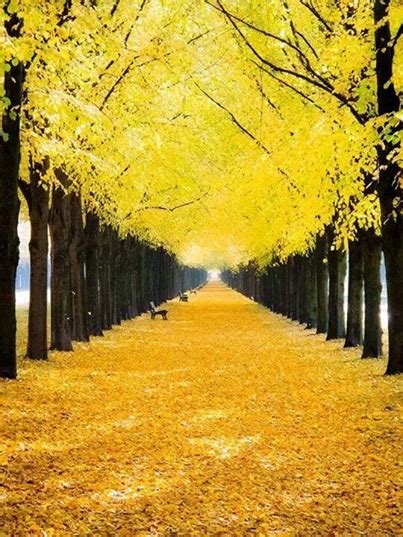 Yellow Fall Leaves Pictures, Photos, and Images for Facebook, Tumblr, Pinterest, and Twitter