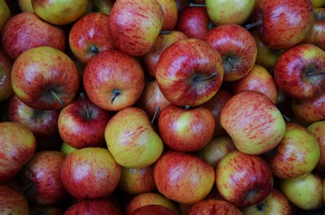 Autumn Apples Free Stock Photo - Public Domain Pictures