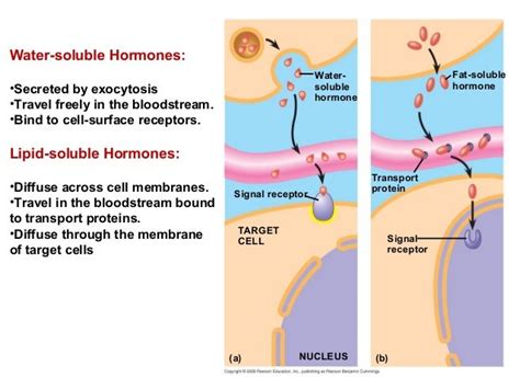 Which Hormones Are Lipid Soluble - cloudshareinfo