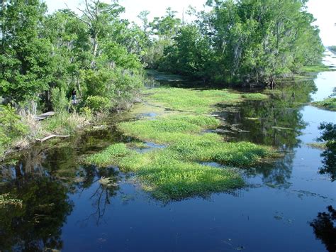 Barataria Preserve 110 | Mo | Flickr