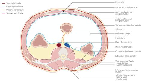 Abdominal Wall Anatomy Cross Section