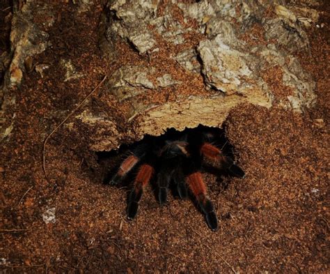 Brachypelma