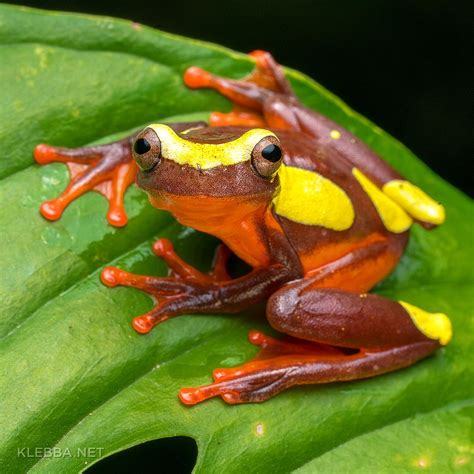 Clown tree frog — Amazon rainforest, Yasuni National Park, Ecuador — macro set staged with ...