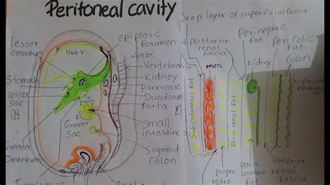 ANATOMY AND TOPOGRAPHY OF THE PERITONEAL CAVITY WITH EXTRAPERITONEAL FAT SPACES - YouTube