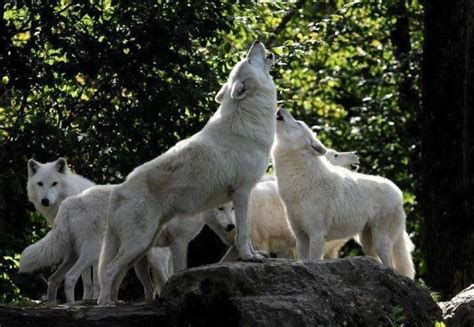 howling pack.. | Wolf dog, Wolf life, Wolf pictures