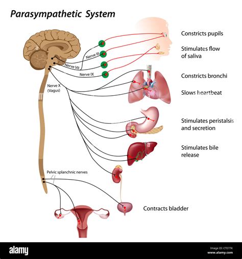 Sympathetic And Parasympathetic Nervous System Stock | My XXX Hot Girl