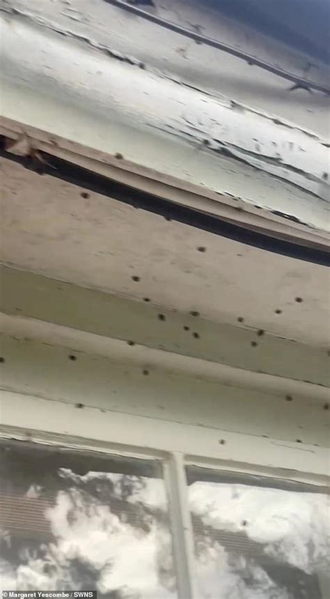 Woman is forced to flee after huge swarm of 'tens of thousands' of ladybirds laid siege to her ...