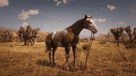 Brown Arabian Horse Rdr2 : There are different ways of getting war ...