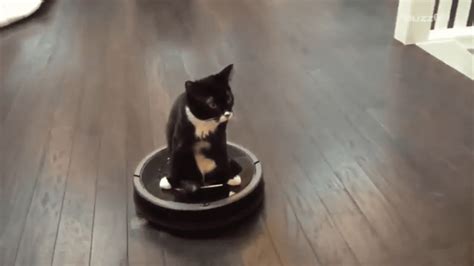 2-Legged Cat Hitches Ride on a Roomba - Life With Cats