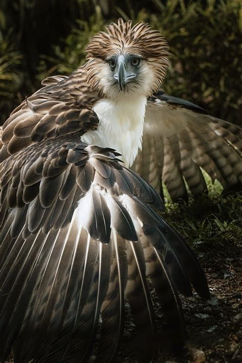 9 Largest Eagles With The Longest Wingspan - WhatDeWhat