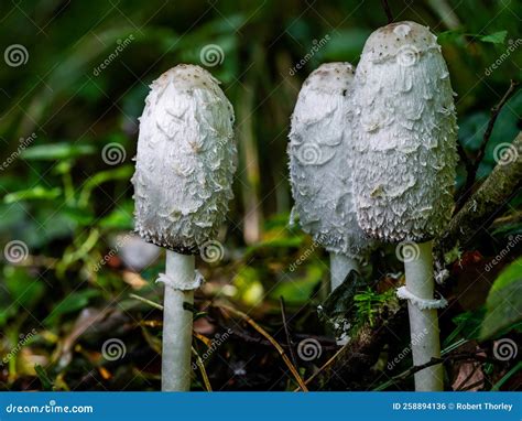 Shaggy Inkcap, or Shaggy Mane, Coprinus Comatus in a Woodland Setting ...