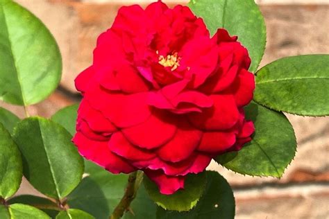 15 Best Red Climbing Roses - SONG OF ROSES