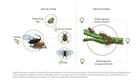 Aphid Life Cycle