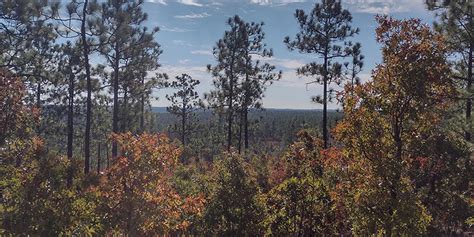 Carolina On My Mind - Sandhills National Wildlife Refuge - Carolina Wildlands Foundation