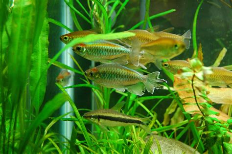 Congo Tetra breeding question | Page 2 | The Planted Tank Forum