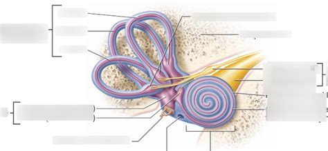 Special Senses Hearing Diagram | Quizlet