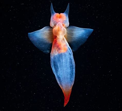 Mesmerizing Sea Angels: Unveiling Their Mysterious Nature