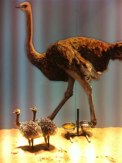 Outdoorsy Mama: Baby Ostriches at California Academy of Sciences Rock ...