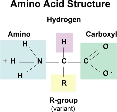 Amino Acid Chart Image at George Dwyer blog