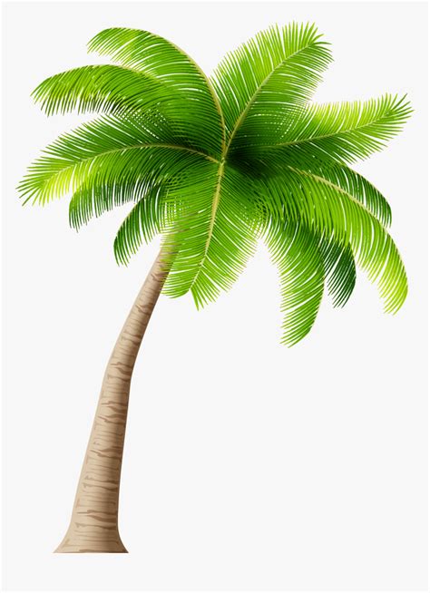 Coconut Tree Images Clipart