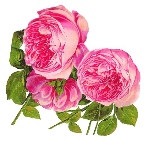 Antique Images: Digital Botanical Artwork Pink Rose Clip Art Flower ...