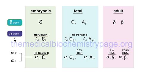 Hemoglobin and Myoglobin - The Medical Biochemistry Page