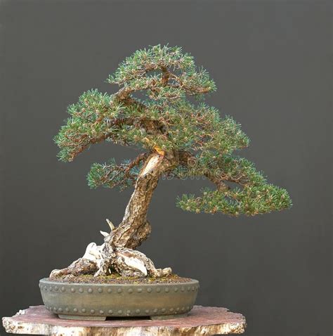 Japanese black pine bonsai stock photo. Image of deadwood - 2631084