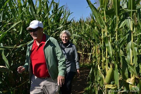 Family Fun at the Corn Maze - Beneath My Heart