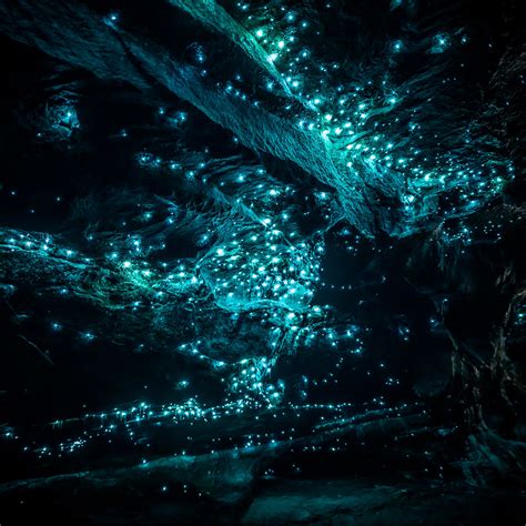 11 Free Places to See Glow Worms in New Zealand! | Officer Travels