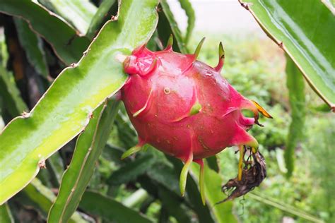 Dragon Fruit Cuttings Pitaya Plant Dragon Fruit Plant Pitahaya Plant ...