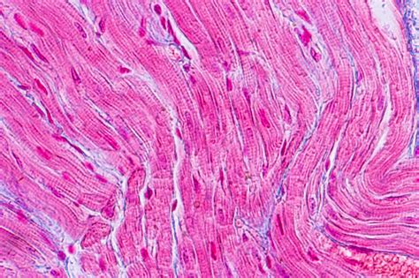 Anatomi Pendidikan Dan Sampel Histologis Jaringan Otot Jantung Di Bawah Mikroskop Foto Stok ...