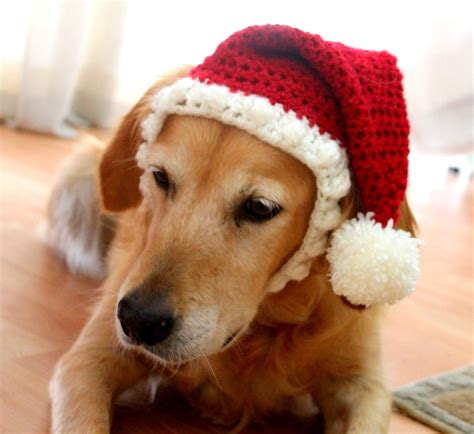 Santa Hat for Dogs Dog Santa Hat Holiday Dog Hat by AegeanDrawn