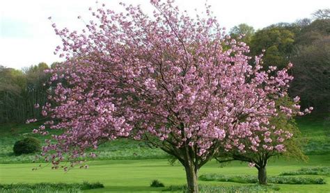 Japanese Magnolia: Beautiful Front Yard Plant