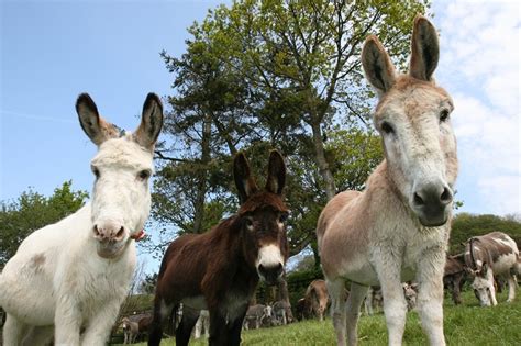 The Donkey Sanctuary Reviews - Write and view reviews of The Donkey Sanctuary