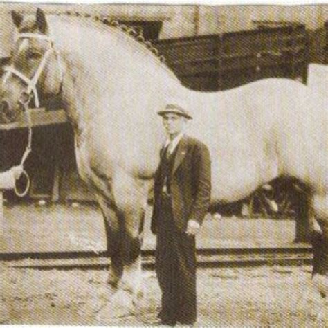 Biggest horse in history. 19.2 hh! Pic from the 1930's. | Horses, Big horses, Pretty horses