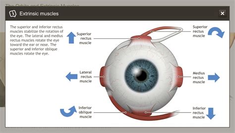 Understanding the Anatomy of the Visual System-A.D.A.M. OnDemand